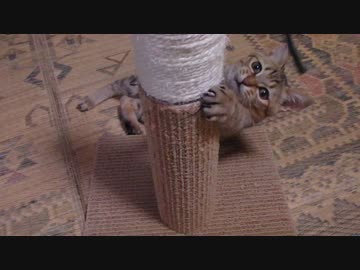 仔猫と生活#13「ツメとぎタワーその２」
