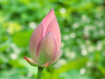 『蕾』を歌ってみたver畦地秀太朗