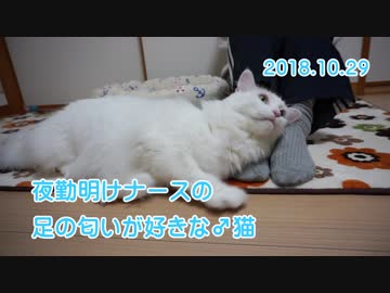 【HR299】夜勤明けナースの足のニオイが好きな♂猫