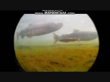 水中カメラ　鮭編