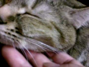 拾いねこ＠生後2306/2273日目　冷えてきましたね、アコツキも寄り添います。