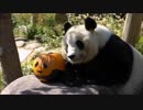 ハロウィン王子動物園フレンズ