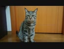 ぬっこ