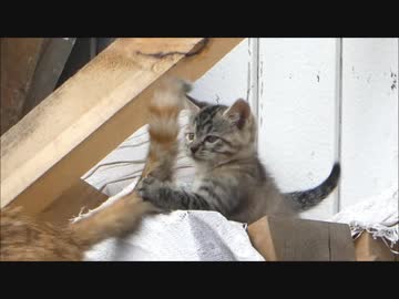 野良猫の赤ちゃんが1か月後にとんでもない状態にwww