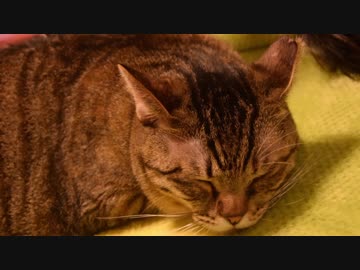 【ゆっくり】徒歩で日本一周part426【広島】