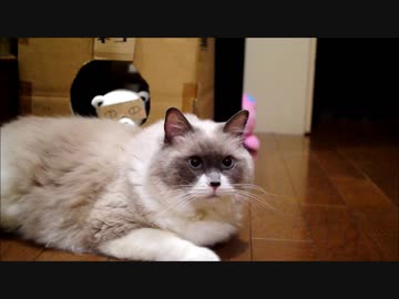 いまいそがしいのにゃ