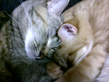 拾いねこ＠生後2307/2274日目　今季初のしっかりした猫団子！