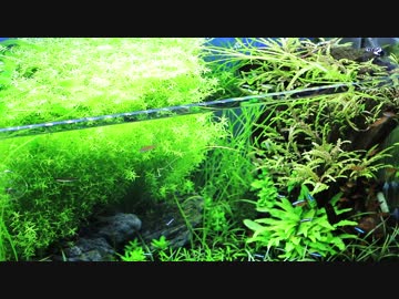 もはやストック水槽ではないアレの現状・その１３