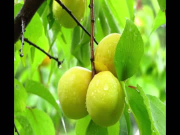 【癒し】やさしい雨の音（睡眠用BGM・作業用BGM）