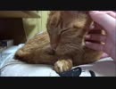 １９歳と１３日生きたネコさん