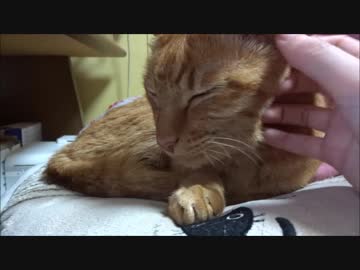 １９歳と１３日生きたネコさん