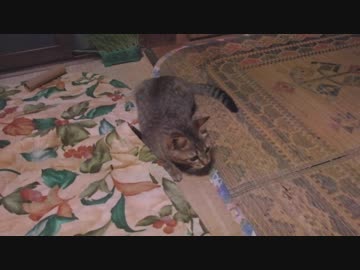 仔猫と生活#15「壊れたねこじゃらしの有効利用？」