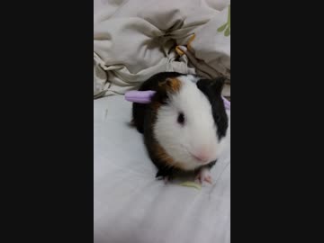 プチハロウィン