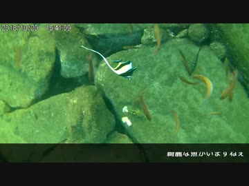 水中カメラ付き仕掛けを沈めてみた　その５