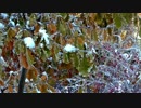 Snow On Leaves　出口秀和