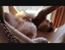 ハンモックでまったりにゃんこ