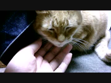 拾いねこ＠生後2309/2276日目　撮影開始に合わせて踏み始める月音さん。