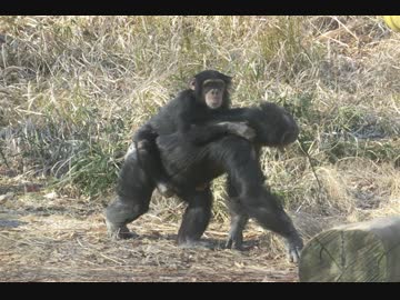 素晴らしきチンパンジー達(多摩動物公園)