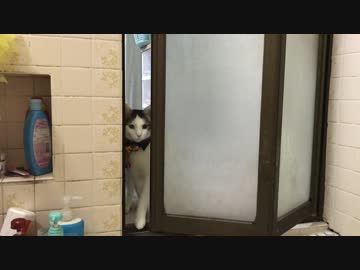 ご主人が呼んでるのに、入りたくてもなかなか入れない猫