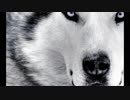Underdog ／ IQN