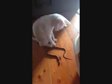 蛇を狩る猫