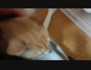 2018.11.03 連続逃亡犯猫 好子さんタイーホ編ｗ