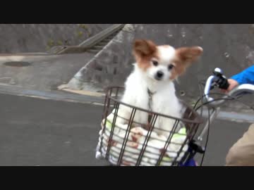 自転車のカゴに乗ってご満悦のワンコ（パピヨン）
