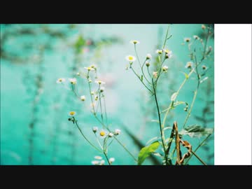 Season  /  初音ミク