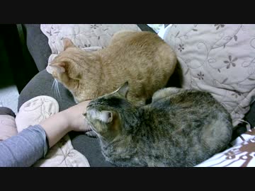 拾いねこ＠生後2310/2277日目　ホークス日本一おめでとーー！！