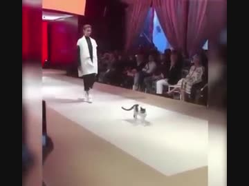 キャットウォークにぬこ乱入(=^・・^=)