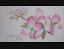 【水彩色鉛筆】ハナミズキ・ω・-dogwood-【watercolor pencils】