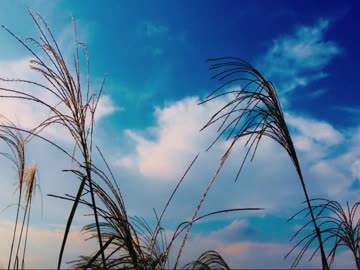 【癒し動画】虫しぐれの音（睡眠用BGM・作業用BGM）