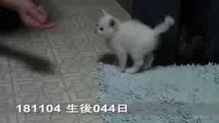【生後044日】伊勢's【蒼民家の猫々】