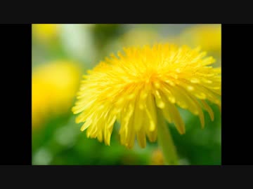 BUMP OF CHICKENのダンデライオンを口笛で吹いてみた