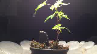 【小さな国の小さな趣味】#0 ここから始まった【The minimum plants】