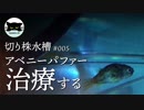 【切り株水槽#5】アベニーパファー、治療する