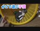 カゴで子猫がわちゃわちゃ遊ぶ！