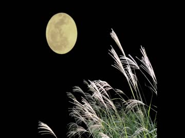 【癒し】スズムシの鳴き声（睡眠用BGM・作業用BGM）