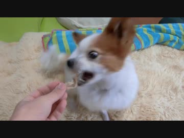 かつお節を食べるワンコ（パピヨン）