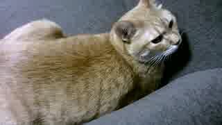 拾いねこ＠生後2312/2279日目　今日はインスタのほうが可愛いかもしれないそうです。