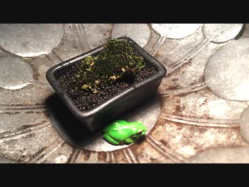 【小さな国の小さな趣味】#1 野苔【The minimum plants】