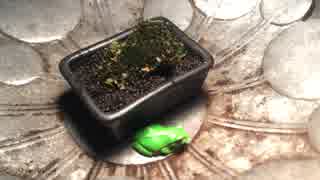 【小さな国の小さな趣味】#1 野苔【The minimum plants】