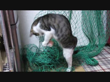 荒ぶる猫