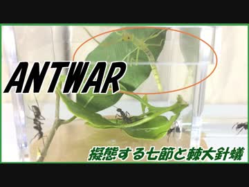 擬態するナナフシと肉食トゲオオハリアリ。