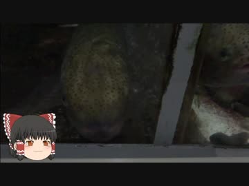 ゆっくりれいむのアクア放浪記　#44　サンピアザ水族館