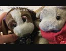 すあだ生放送 2018/11/06 「カメラに詳しいやつ挙手！」 2/5