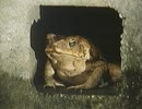Cane Toads - An Unnatural History