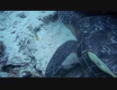A Turquoise In The Deep Sea　蓮尾紀樹