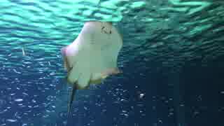 Stingray Underwater　蓮尾紀樹