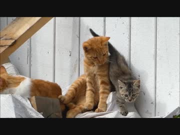 朝起きたら野良猫がうじゃうじゃ出てきて茶トラ猫と子猫が戯れまくってた